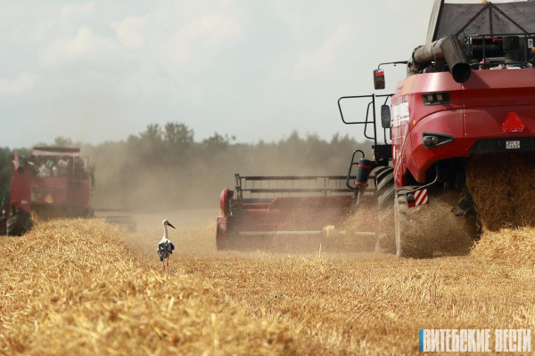 В Витебской области намолочено 157 тыс. т зерна