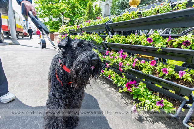 Витебск в объективе: цветущие мосты и летние панорамы города