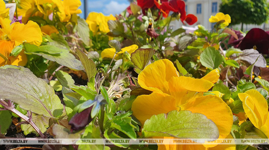 Сколько деревьев и цветов высадят в Беларуси в Год благоустройства, рассказали в Минприроды